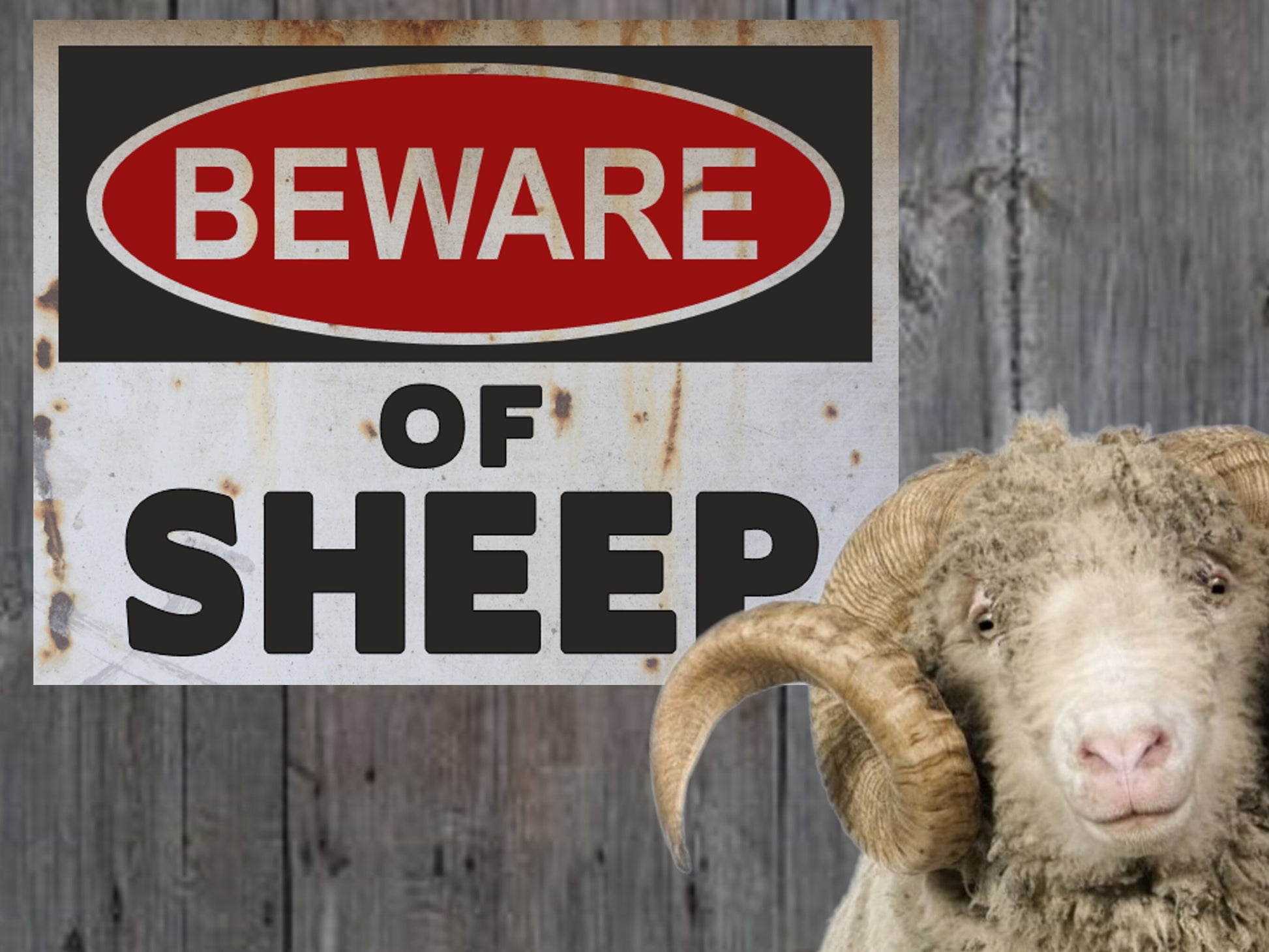 beware of sheep warning sign farm sign